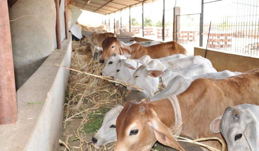 Gau Seva Care